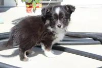 Summit, a male Miniature Australian Shepherd for sale in Wake Forest, NC – Photo 3 of 6
