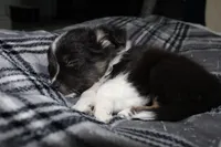 Summit, a male Miniature Australian Shepherd for sale in Wake Forest, NC – Photo 2 of 6