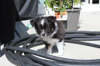 Summit, a male Miniature Australian Shepherd for sale in Wake Forest, NC – Photo 5 of 6