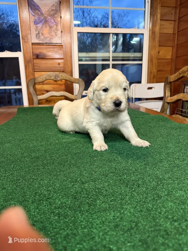 Black Collar male OFA cleared parents