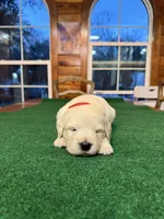 Red Collar male OFA cleared parents, a male English Cream Golden Retriever for sale in Riverview, FL – Photo 2 of 3
