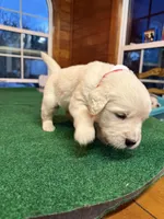 Red Collar male OFA cleared parents, a male English Cream Golden Retriever for sale in Riverview, FL – Photo 3 of 3