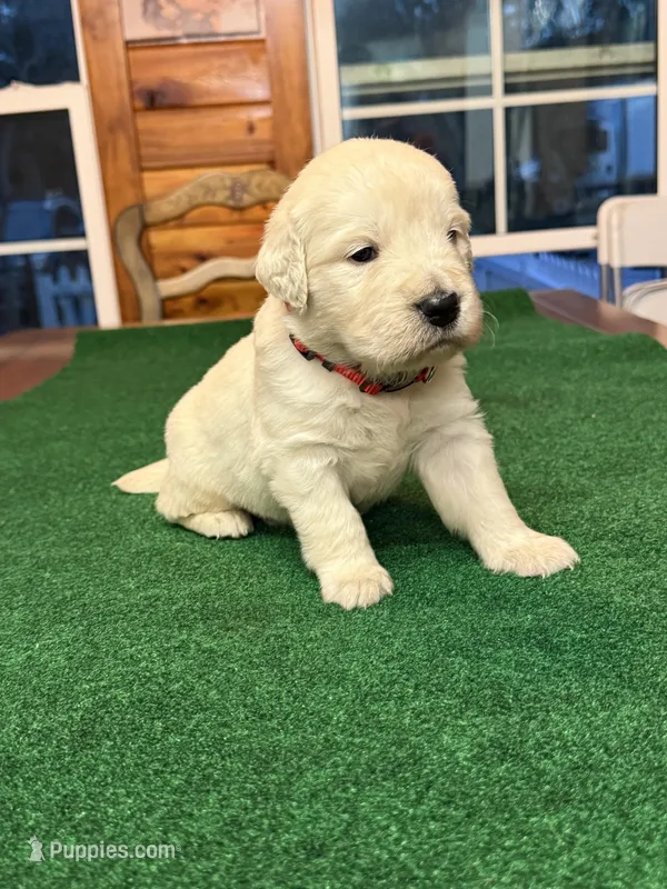 Red Collar male OFA cleared parents