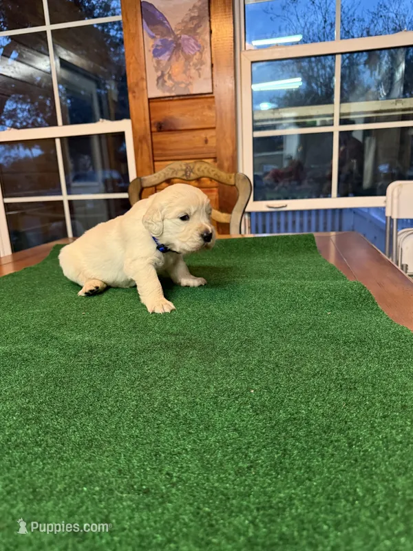 Blue Collar male OFA cleared parents