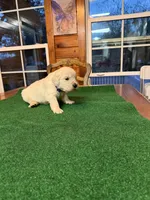 Blue Collar male OFA cleared parents, a male English Cream Golden Retriever for sale in Riverview, FL – Photo 1 of 4