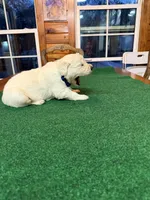 Blue Collar male OFA cleared parents, a male English Cream Golden Retriever for sale in Riverview, FL – Photo 4 of 4