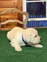 Blue Collar male OFA cleared parents, a male English Cream Golden Retriever for sale in Riverview, FL – Photo 2 of 4