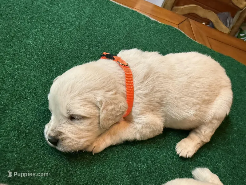 Orange Collar Girl OFA cleared parents