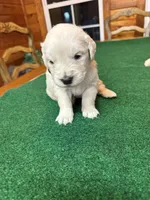 Orange Collar Girl OFA cleared parents, a female English Cream Golden Retriever for sale in Riverview, FL – Photo 2 of 2