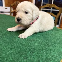 Pink collar female OFA cleared parents, a female English Cream Golden Retriever for sale in Riverview, FL – Photo 2 of 2