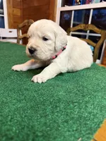 Pink collar female OFA cleared parents, a female English Cream Golden Retriever for sale in Riverview, FL – Photo 2 of 2