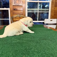 Pink collar female OFA cleared parents, a female English Cream Golden Retriever for sale in Riverview, FL – Photo 1 of 2