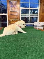 Pink collar female OFA cleared parents, a female English Cream Golden Retriever for sale in Riverview, FL – Photo 1 of 2