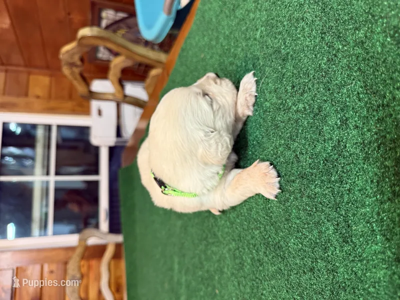 Green collar female OFA cleared parents