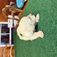 Green collar female OFA cleared parents, a female English Cream Golden Retriever for sale in Riverview, FL – Photo 1 of 2