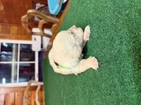 Green collar female OFA cleared parents, a female English Cream Golden Retriever for sale in Riverview, FL – Photo 1 of 2