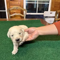 Green collar female OFA cleared parents, a female English Cream Golden Retriever for sale in Riverview, FL – Photo 2 of 2