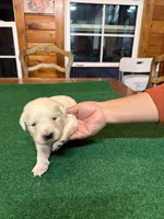 Green collar female OFA cleared parents, a female English Cream Golden Retriever for sale in Riverview, FL – Photo 2 of 2