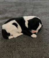 Poptart, a male Cavapoo for sale in Blanchard, OK – 4 of 5