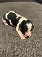 Biscuit , a male Cavapoo for sale in Blanchard, OK – 4 of 7