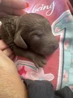 Mermaid , a female Cavapoo for sale in Blanchard, OK – 4 of 5