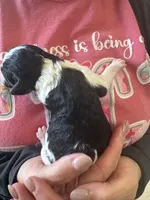 Gryphon, a female Cavapoo for sale in Blanchard, OK – 5 of 5