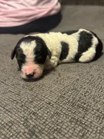 Biscuit , a male Cavapoo for sale in Blanchard, OK – 3 of 7