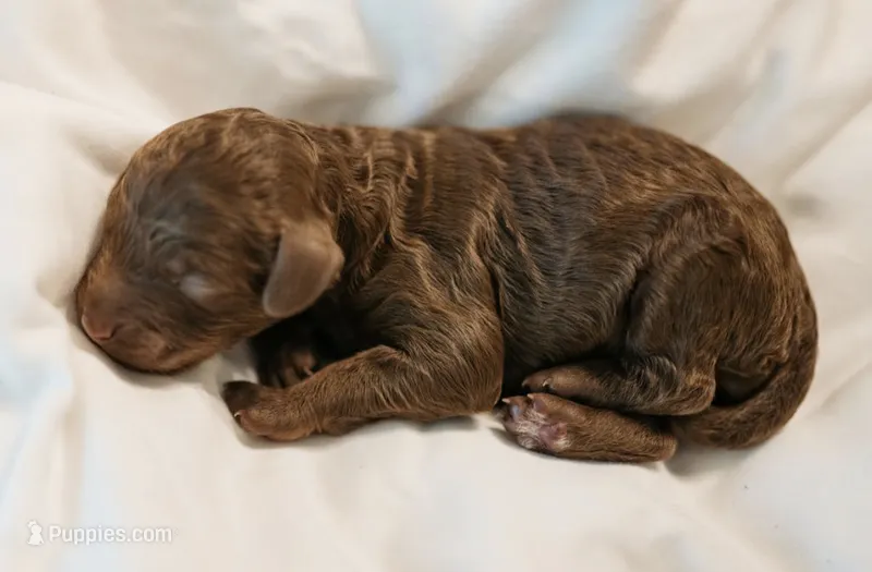 Mermaid  – Cavapoo puppy for sale in Blanchard, OK