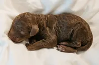Mermaid , a female Cavapoo for sale in Blanchard, OK – 1 of 5