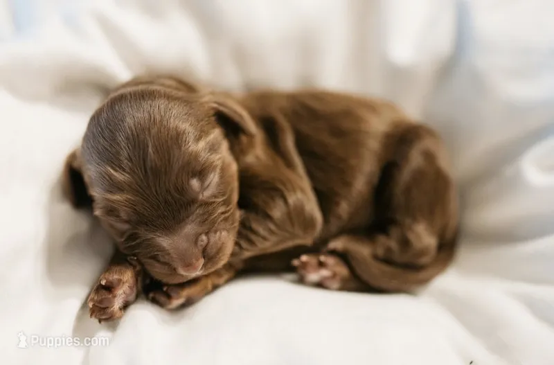 Banchee – Cavapoo puppy for sale in Blanchard, OK