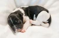 Faery, a female Cavapoo for sale in Blanchard, OK – 2 of 5