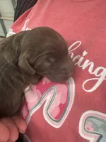 Banchee, a male Cavapoo for sale in Blanchard, OK – 4 of 4