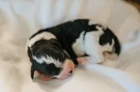 Gryphon, a female Cavapoo for sale in Blanchard, OK – 3 of 5
