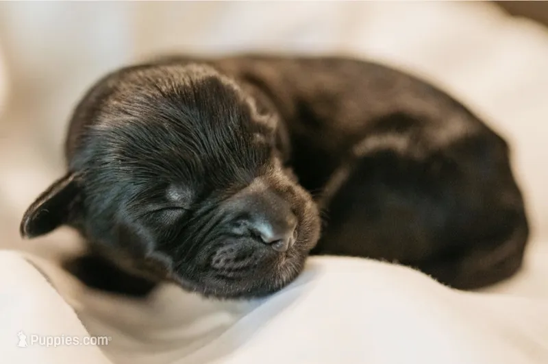 Valkyrie – Cavapoo puppy for sale in Blanchard, OK