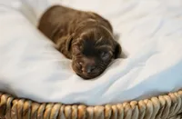 Banchee, a male Cavapoo for sale in Blanchard, OK – 3 of 4