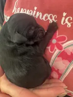 Valkyrie, a female Cavapoo for sale in Blanchard, OK – 5 of 5