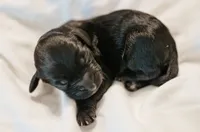 Valkyrie, a female Cavapoo for sale in Blanchard, OK – 3 of 5