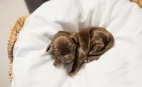 Banchee, a male Cavapoo for sale in Blanchard, OK – 2 of 4