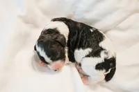 Gryphon, a female Cavapoo for sale in Blanchard, OK – 1 of 5