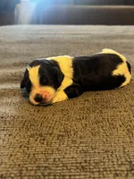 Poptart, a male Cavapoo for sale in Blanchard, OK – 5 of 5