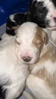 Toasty, a male Cavapoo for sale in Blanchard, OK – 5 of 6
