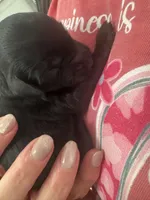 Valkyrie, a female Cavapoo for sale in Blanchard, OK – 4 of 5