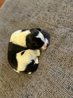 Poptart, a male Cavapoo for sale in Blanchard, OK – 3 of 5