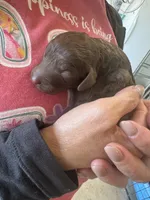 Mermaid , a female Cavapoo for sale in Blanchard, OK – 5 of 5