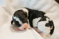 Gryphon, a female Cavapoo for sale in Blanchard, OK – 2 of 5