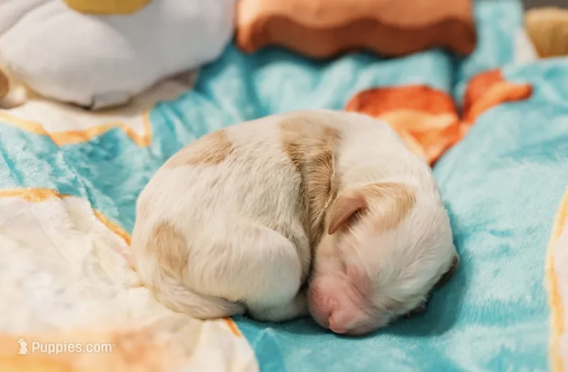 Toasty – Cavapoo puppy for sale in Blanchard, OK