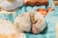Toasty, a male Cavapoo for sale in Blanchard, OK – 1 of 6