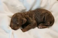 Mermaid , a female Cavapoo for sale in Blanchard, OK – 2 of 5
