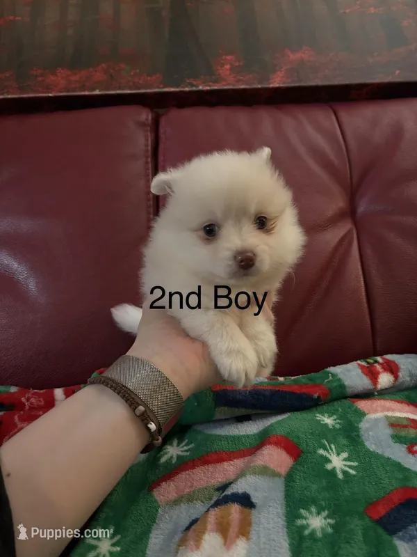 Puppy 2 – Pomchi puppy for sale in Aloha, OR