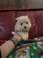 Puppy 2, a male Pomchi for sale in Aloha, OR – Photo 1 of 2